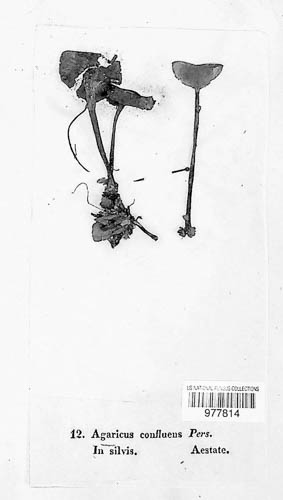 Omphalotaceae image